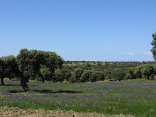 dehesa2