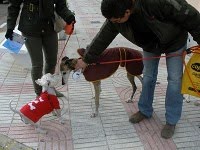 microchip