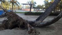 arboles arrancados