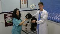 guadiavet clínica veterinaria