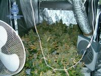 marihuana