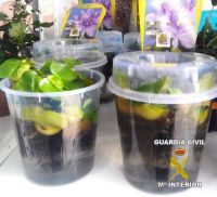 jacintos de agua