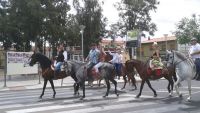 caballos