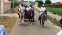 caballos