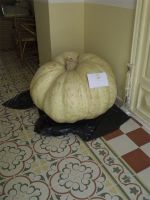 concursocalabaza1