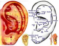 oreja