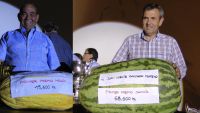 ganadores melón y sandía 2014