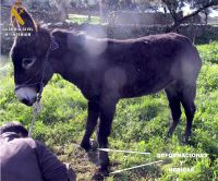 burromaltrato