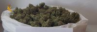 marihuana_cogollos