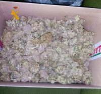 marihuanaintervenida