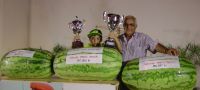 Concurso de sandías de Villanueva de la Serena
