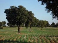 campo