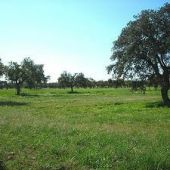 campo