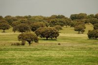 campo