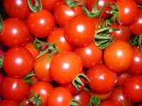 tomates1
