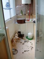 animales recuperados