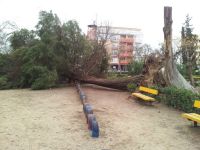 arbol del parque