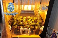 marihuana