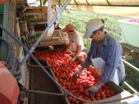 recolección de tomates