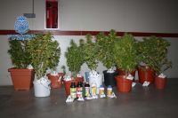 marihuana intervenida en Don Benito
