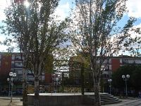 arboles de las albercas