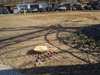 arboles arrancados