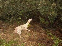 galgo ahorcado