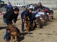 perros