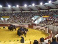 caballos