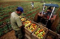 agricultor