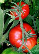 tomate