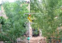 plantas marihuana