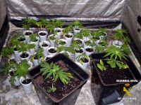 plantas