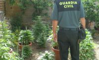 marihuana