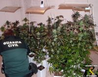 marihuana en castuera