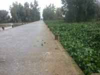 camalote en valdetorres
