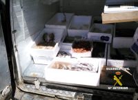 pescado intervenido