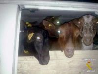 cabras