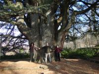 arbol