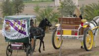caballos en Villanueva