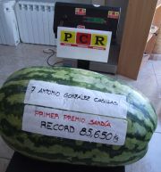 sandia